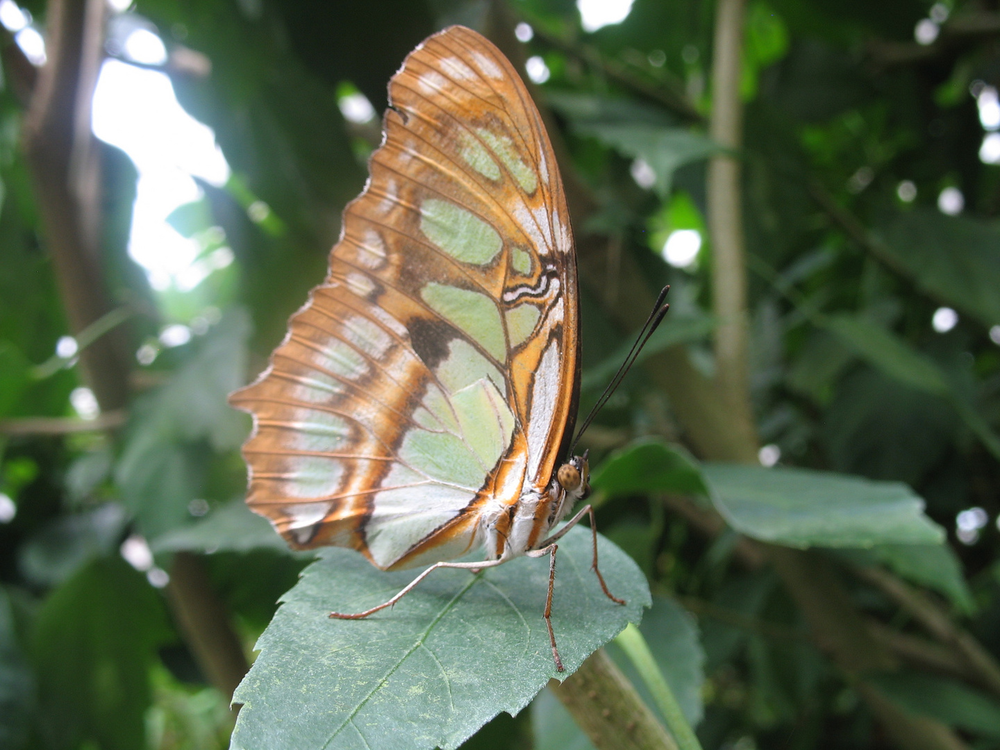 Auge in Auge mit einem Schmetterling