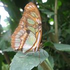 Auge in Auge mit einem Schmetterling