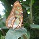 Auge in Auge mit einem Schmetterling