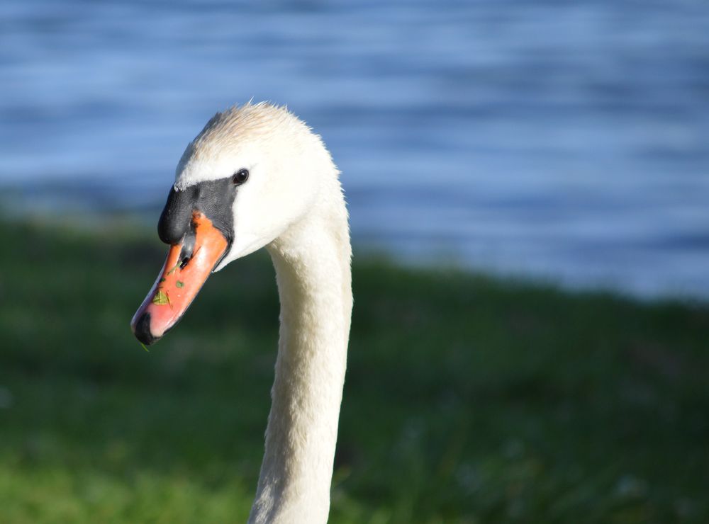 Auge in Auge mit einem Schwan