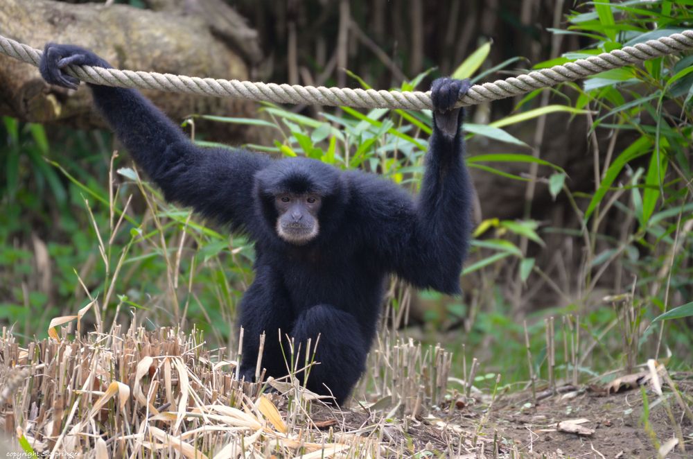 Auge in Auge mit einem Siamang .....