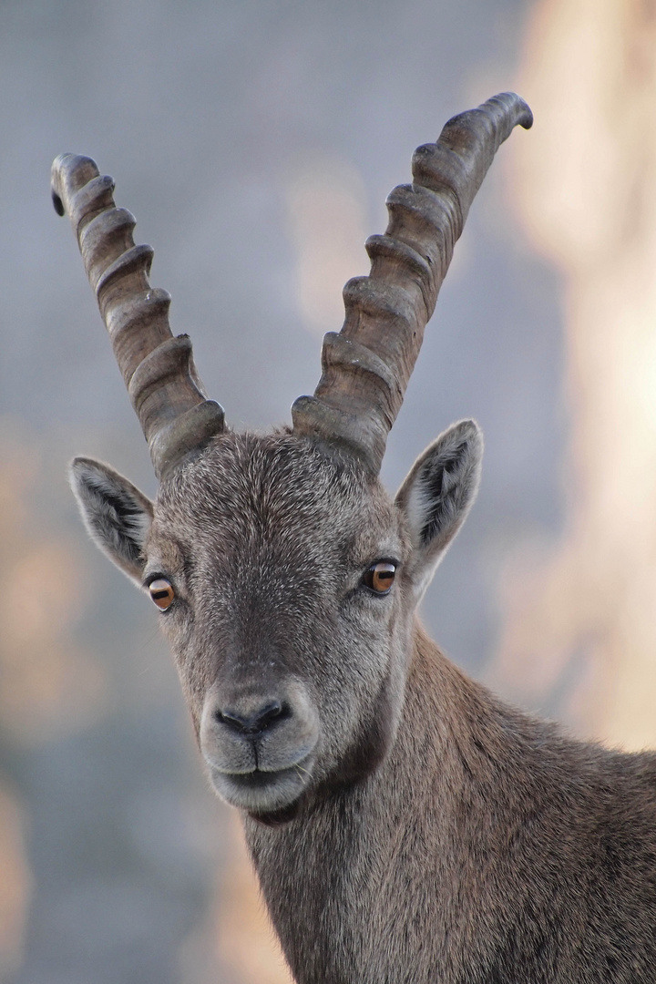 Auge in Auge mit einem Steinbock