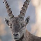 Auge in Auge mit einem Steinbock