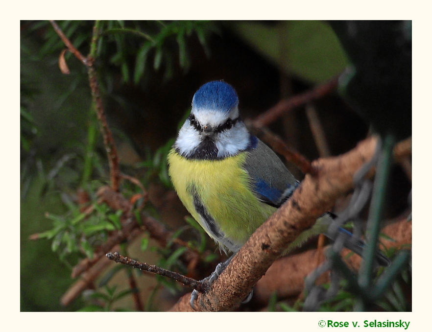 Auge in Auge mit einer Blaumeise