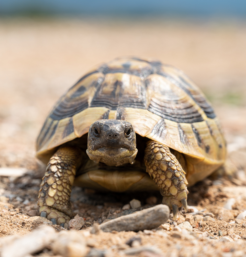 Auge in Auge mit einer Griechischen Landschildkröte / Chalkidiki 