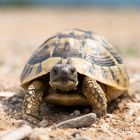 Auge in Auge mit einer Griechischen Landschildkröte / Chalkidiki 