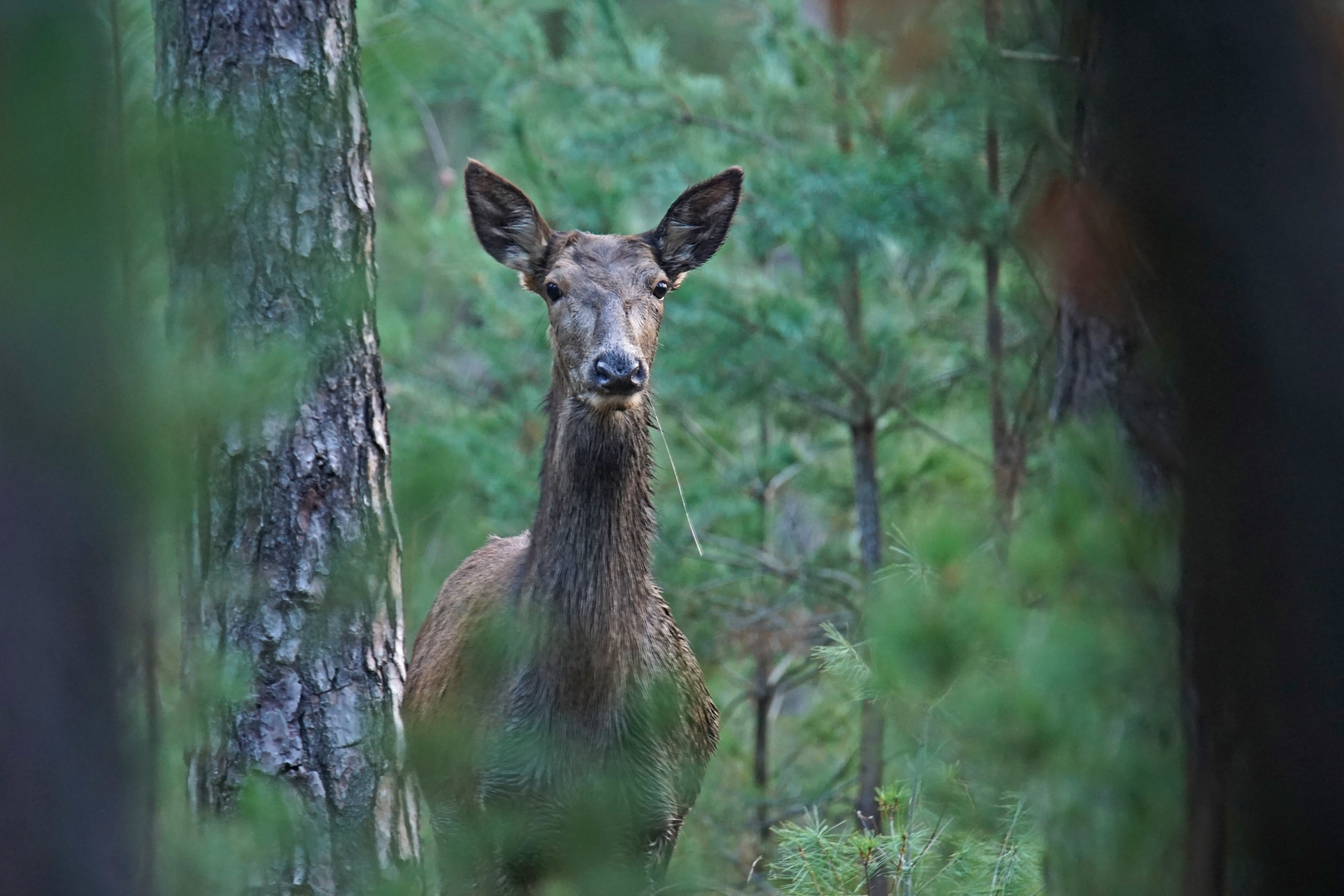 Auge in Auge mit einer Hirsch-Kuh