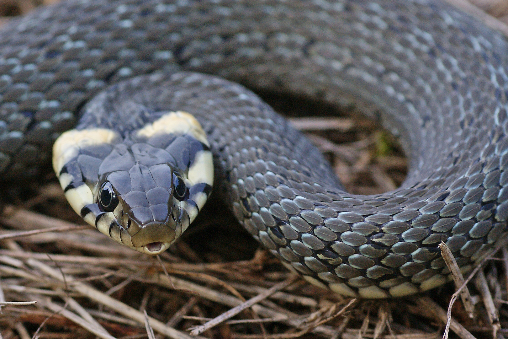 Auge in Auge mit einer Ringelnatter (Natrix natrix)