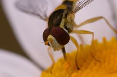 Auge in Auge mit einer Schwebfliege