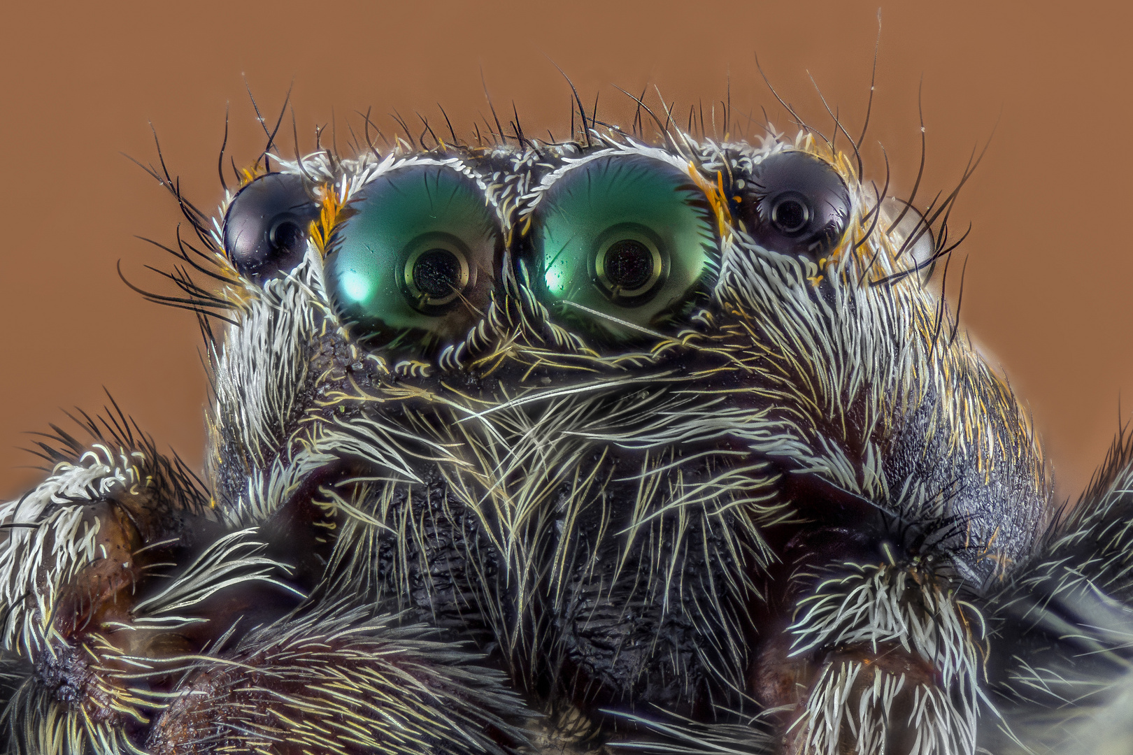 Auge in Auge mit einer Springspinne