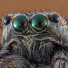 Auge in Auge mit einer Springspinne