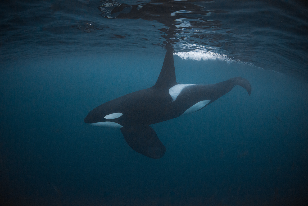 Orca Auge Orca Auge