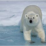 Auge in Auge mit Polarbär