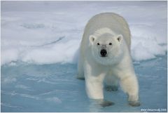 Auge in Auge mit Polarbär