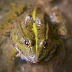 Auge in Auge mit Teichfrosch