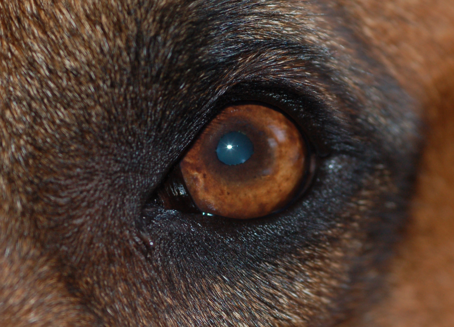 Auge in Auge mit unserem Rhodesian Ridgeback