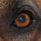 Auge in Auge mit unserem Rhodesian Ridgeback