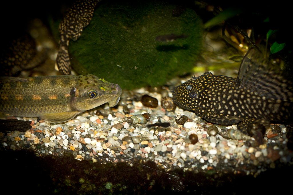 Auge in Auge oder ein Tête-à-tête im Aquarium