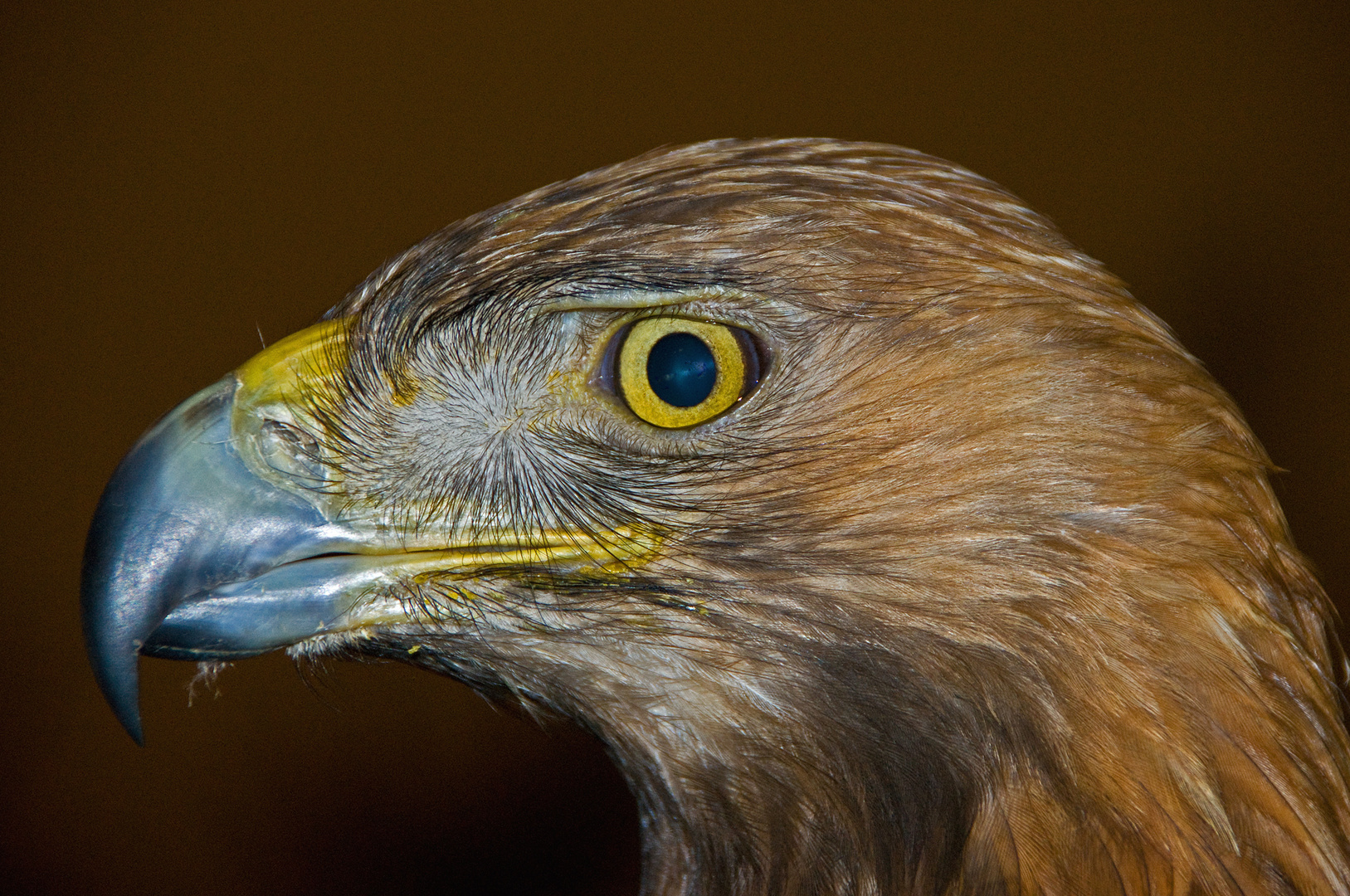 Auge in Auge - Steinadlerporträt