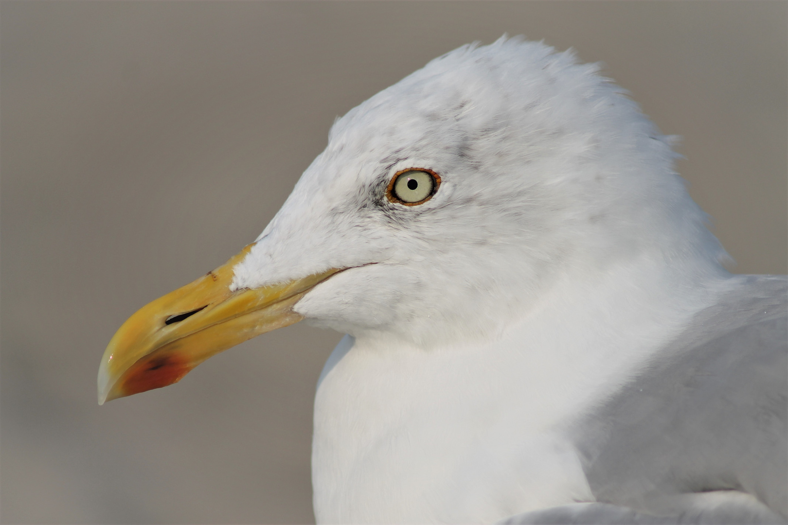 Auge in Auge....mit dem Fotografen