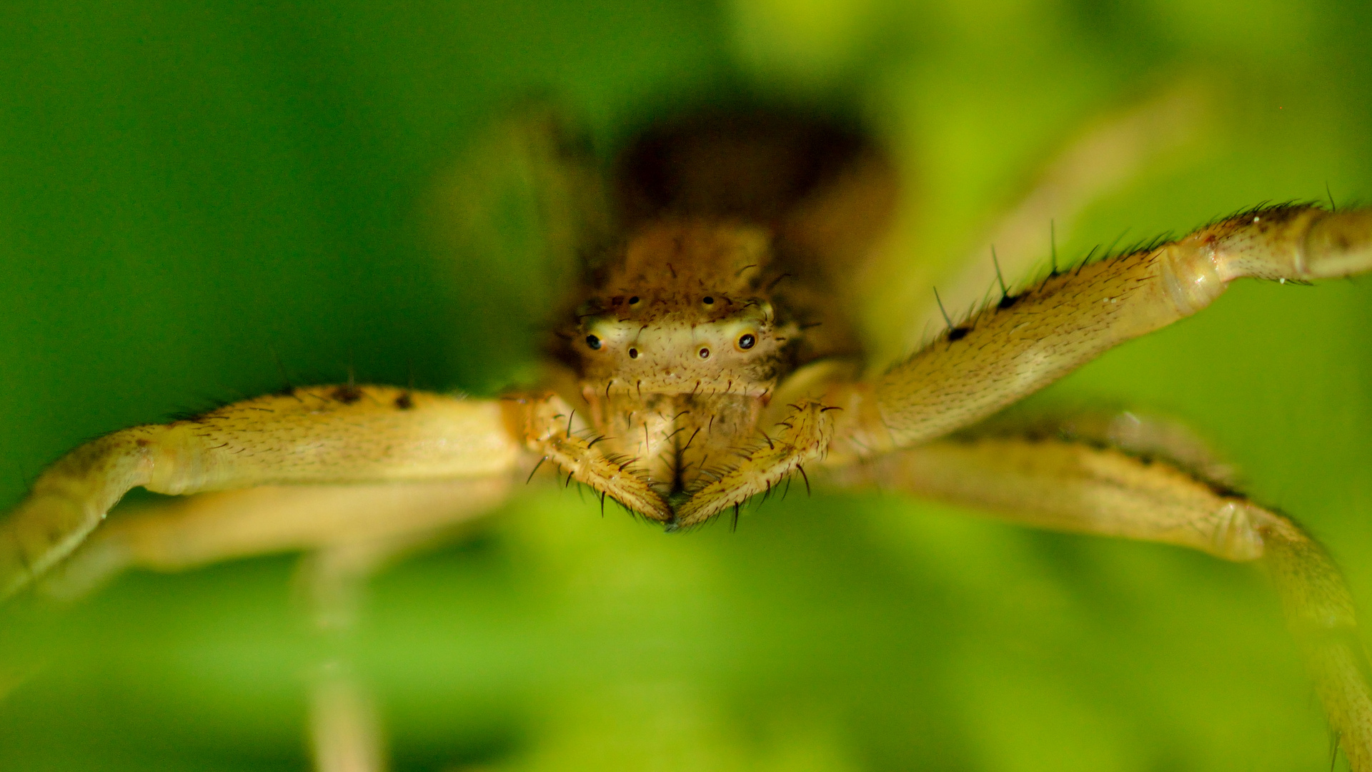 Auge in Augen mit der Spinne