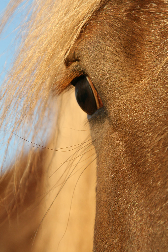 Auge in Dezembersonne