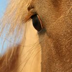 Auge in Dezembersonne