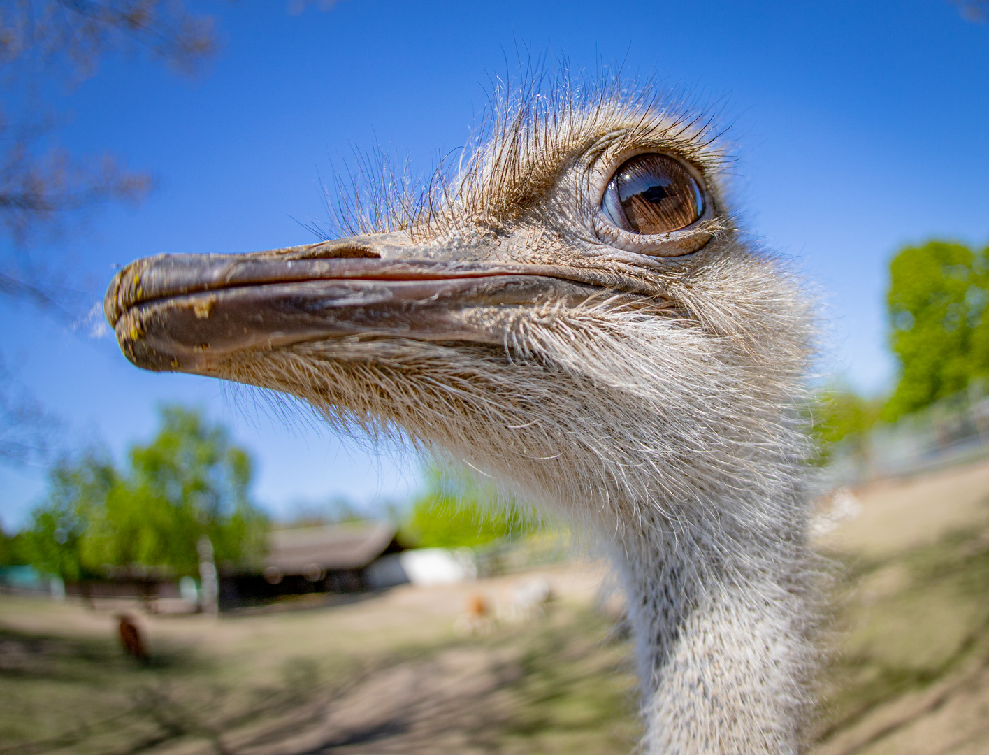 Auge in Fischauge