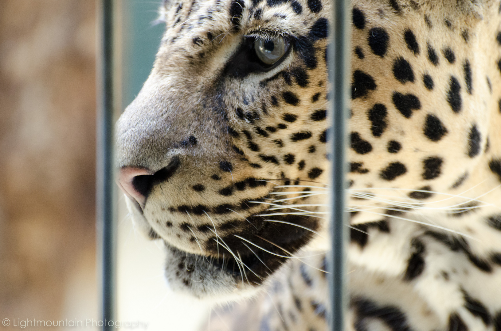 Auge Jaguar