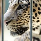 Auge Jaguar