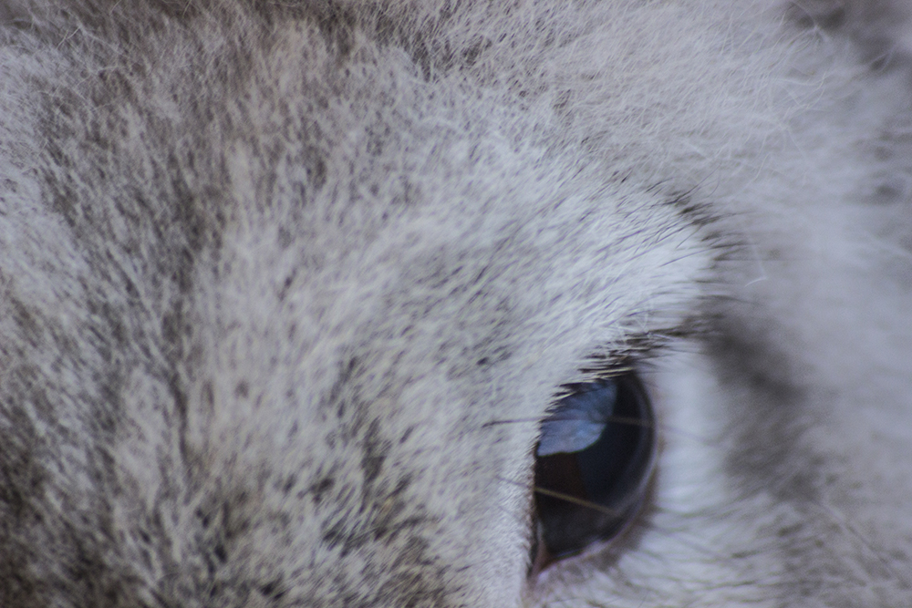 Auge Kaninchen