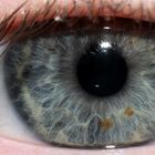 Auge - Macro