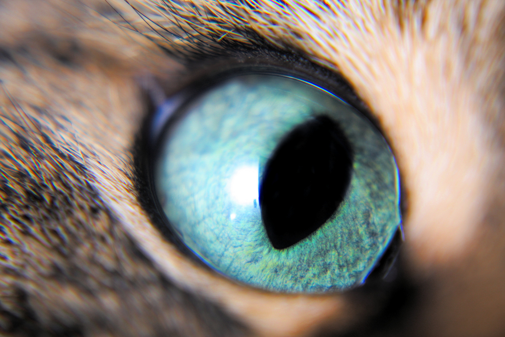 Auge meiner Katze