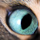 Auge meiner Katze