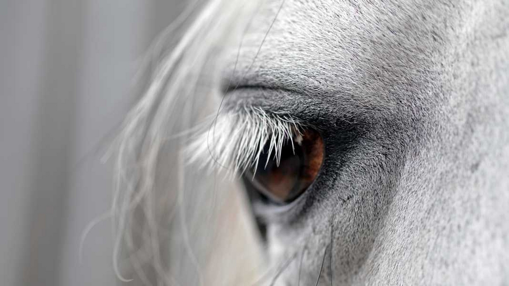 Auge, Pferde, Andalusier