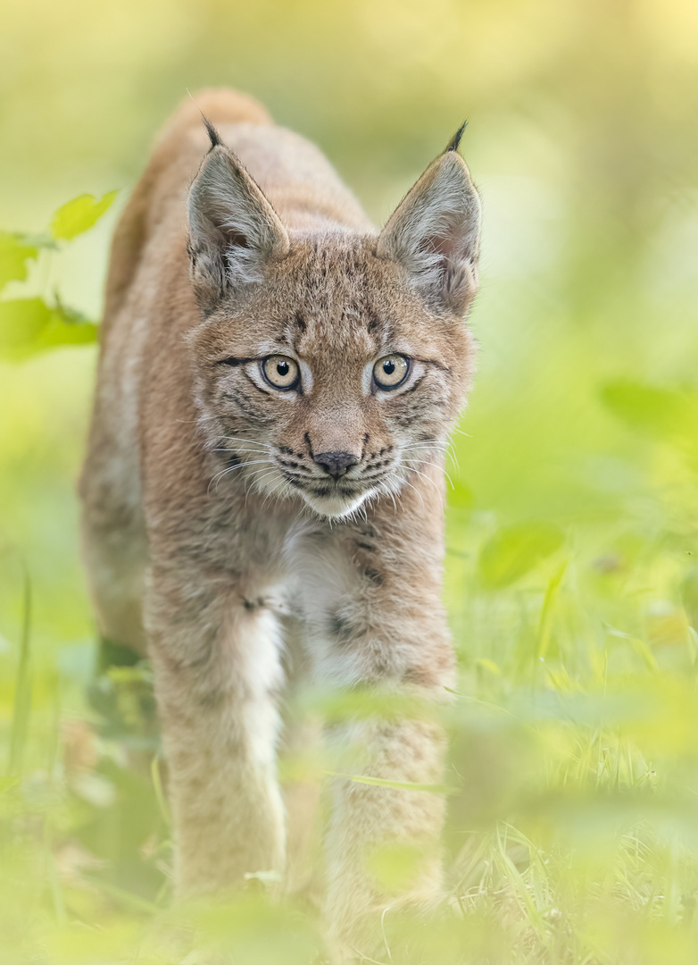 Auge um Auge mit dem Luchs