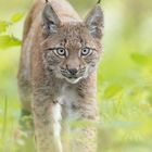 Auge um Auge mit dem Luchs