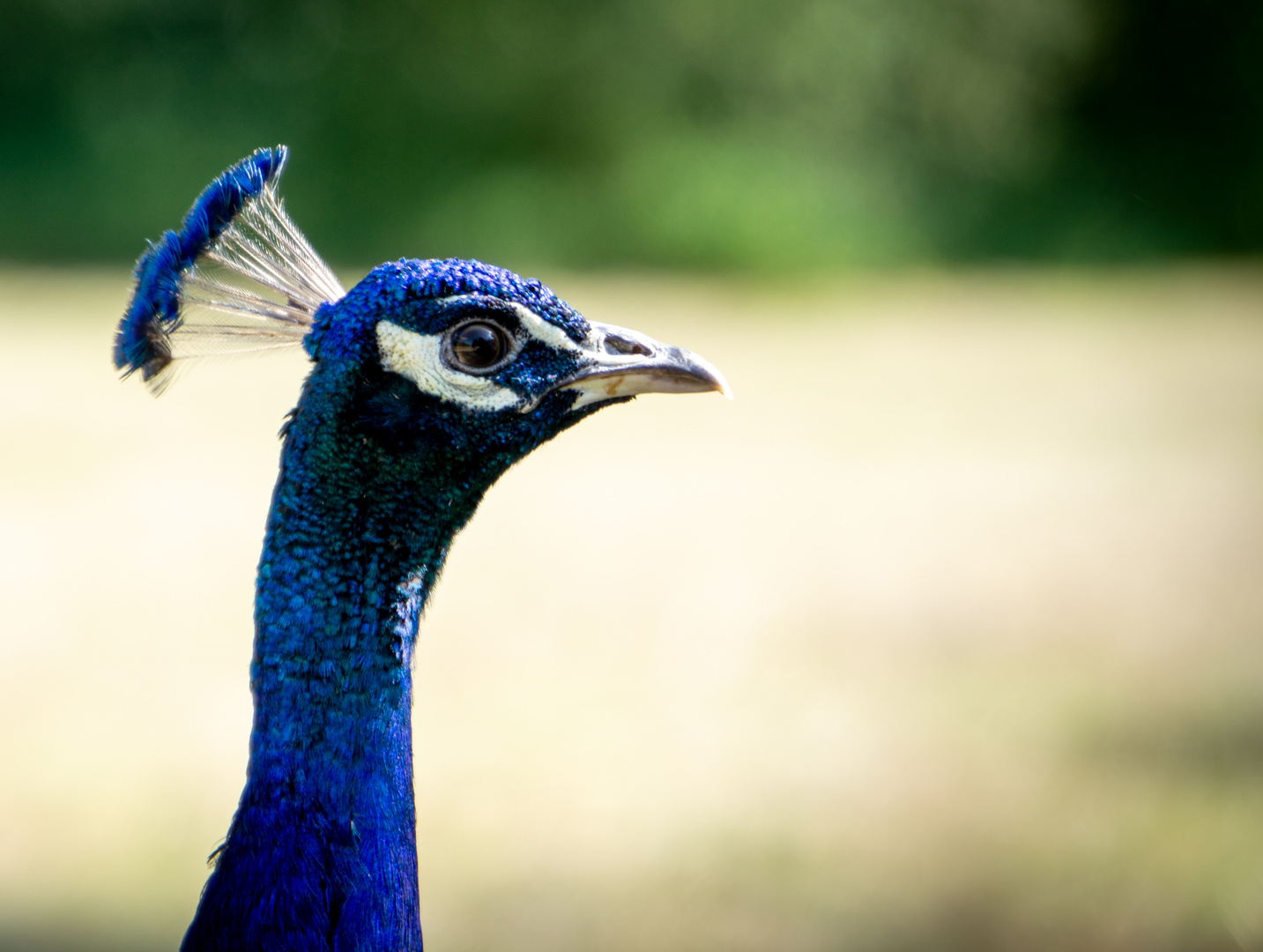 Auge um Auge mit dem Pfau