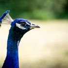 Auge um Auge mit dem Pfau