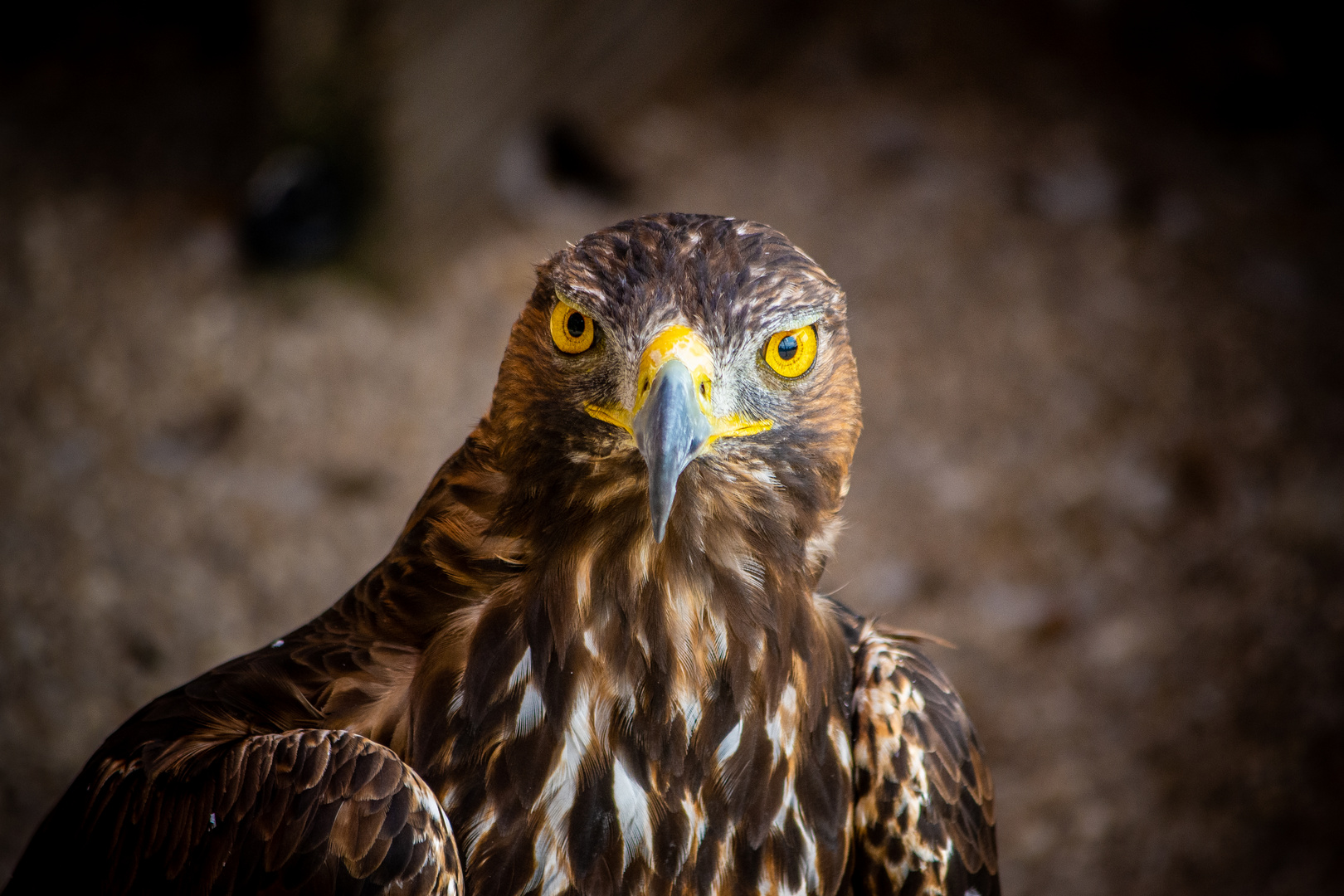 Auge um Auge... wer blinzelt zuerst?