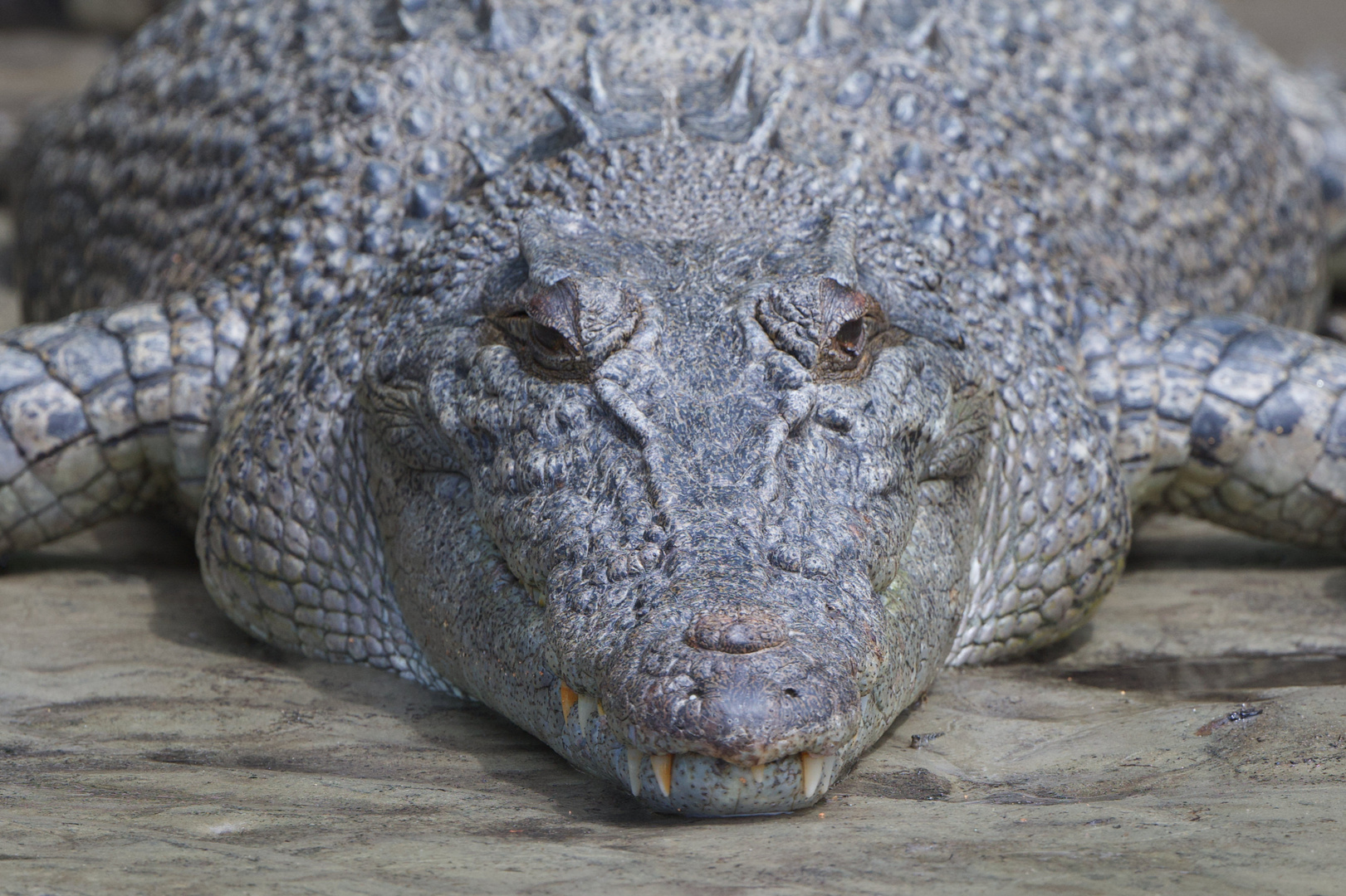Auge um Auge, Zahn um Zahn - Leistenkrokodil  (Crocodylus porosus)