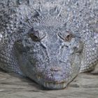 Auge um Auge, Zahn um Zahn - Leistenkrokodil  (Crocodylus porosus)