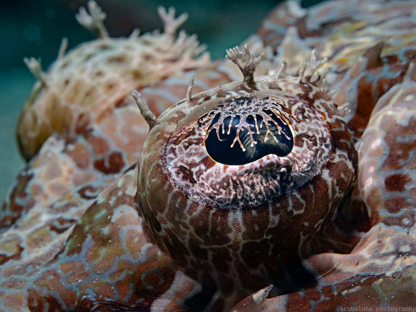 AUGE vom Braunkopf Krokodilfisch