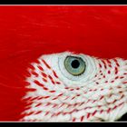 Auge vom roten Ara