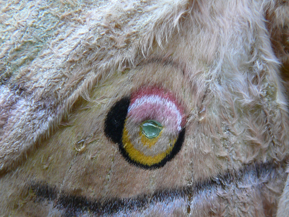 Auge von einem Antheraea yamamai