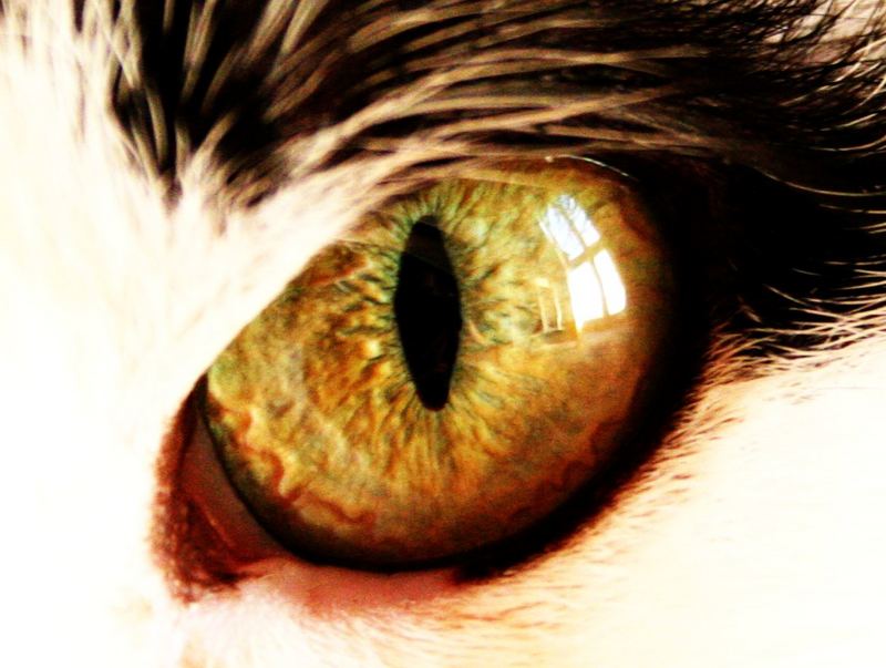 Auge von Katz