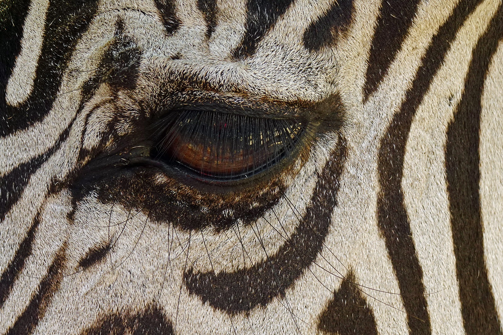 Auge Zebra 