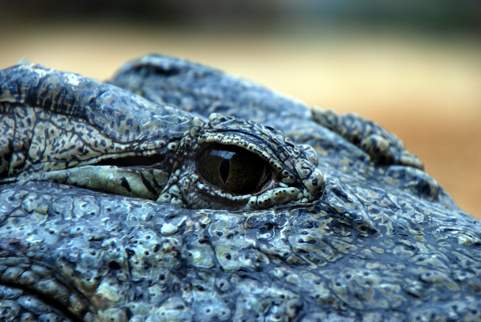 Auge - Zoo Köln 2010