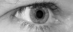 Auge3