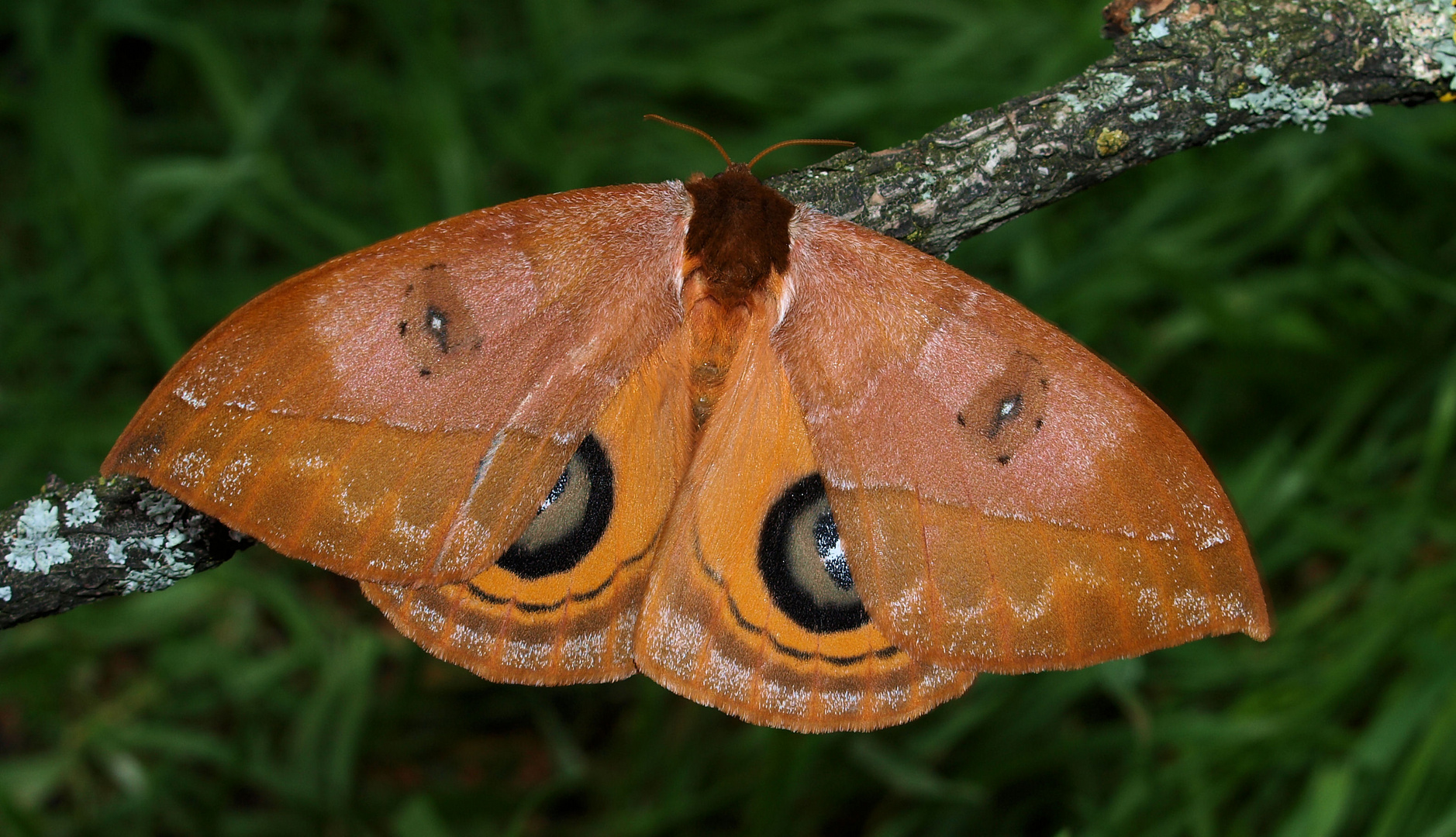 Augen